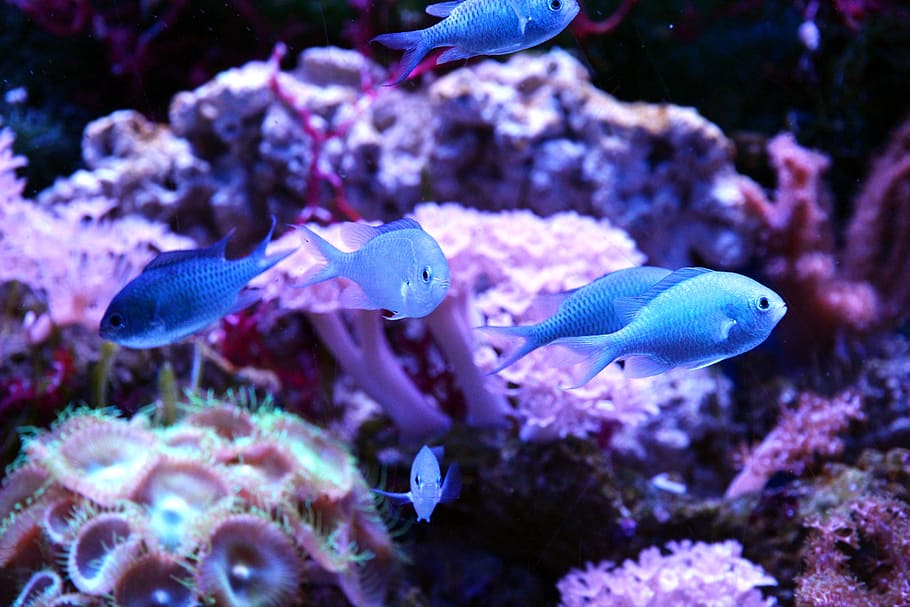 fish, animals, sea ​​fish, undersea world, aquarium, reefs, reef aquarium, underwater, not man, blue background