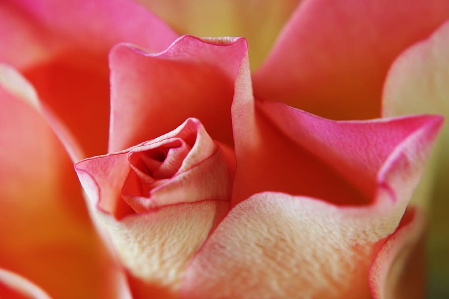 rosa rosa, rosa, sentimiento, pasión, fondo, macro, flor, floración, rosas rosadas, flores rosas