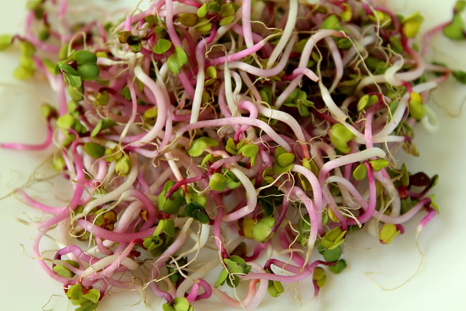 sprout vegetables, radishes, food, fresh, the sprouts of radish, bio, diet, health, vegetarian, vitamins
