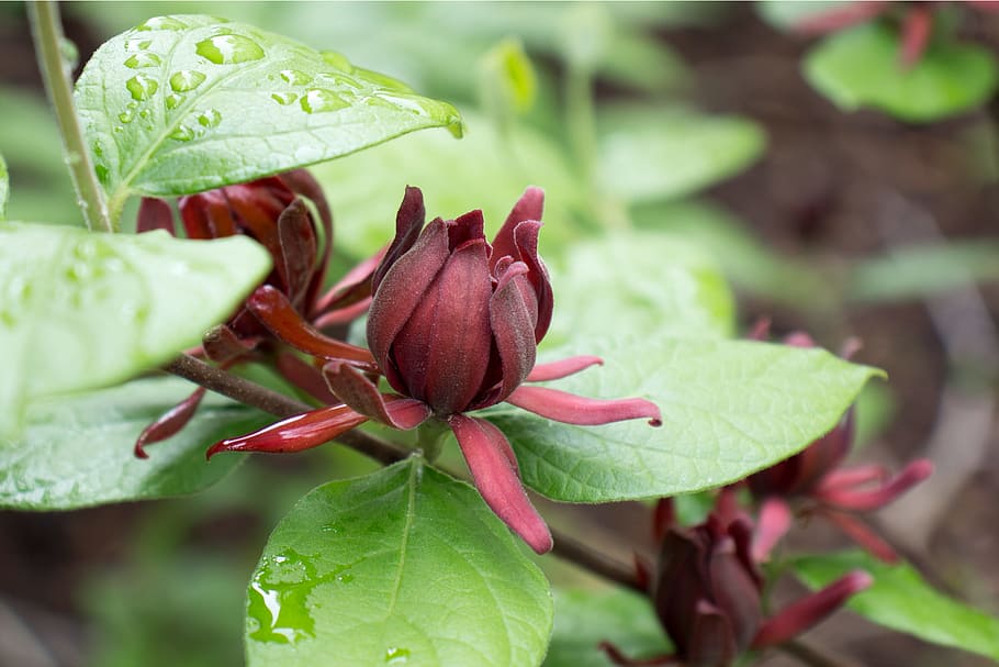 calycanthus floridus, commonly, called, carolina allspice, uncommon, rounded, deciduous shrub, grows, 6-9, tall.