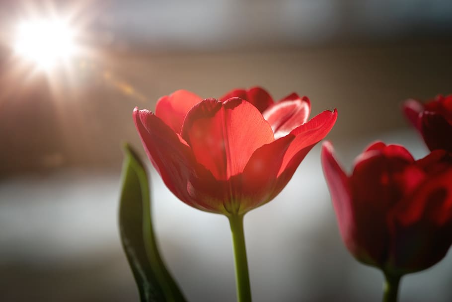 tulip, flower, blossom, bloom, red, spring flower, schnittblume, close up, hd wallpaper, flowering plant