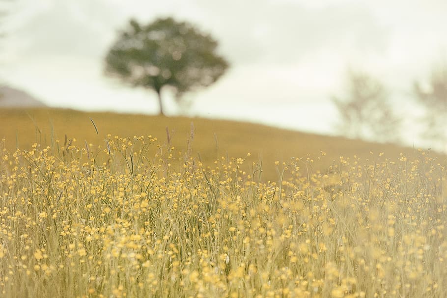 country, fields, flowers, green, spring, trees, yellow, plant, field, land