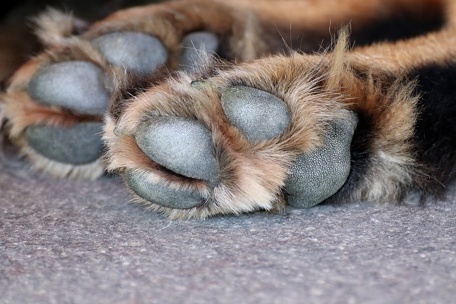 dog paw, dog, paw, animal paws, pet, fur, large, brown, nature, ground