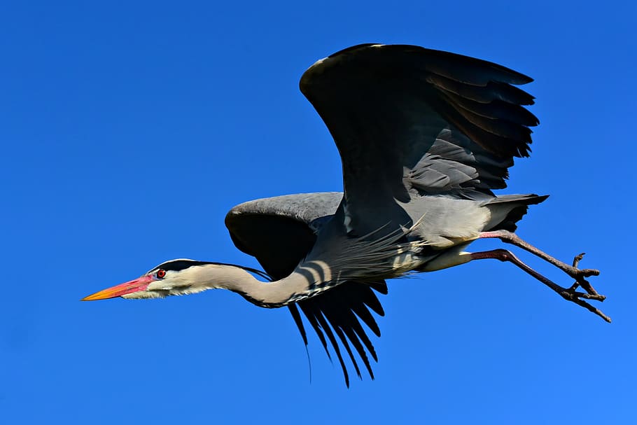 heron, wading bird, animal, wing, beak, plumage, feather, leg, flight, flying