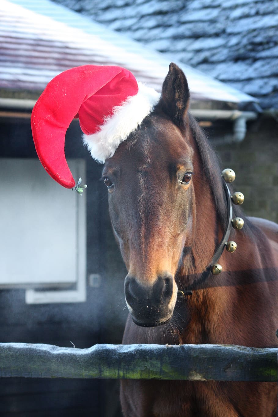santa, christmas, reindeer, xmas, holiday, december, santa hat, horse santa, horse, bells
