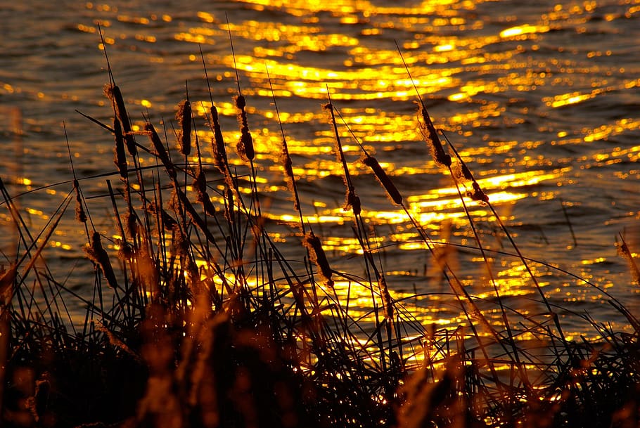 sunset reflections on water, cattails, water, cattail, nature, reed, wetland, plant, lake, waters