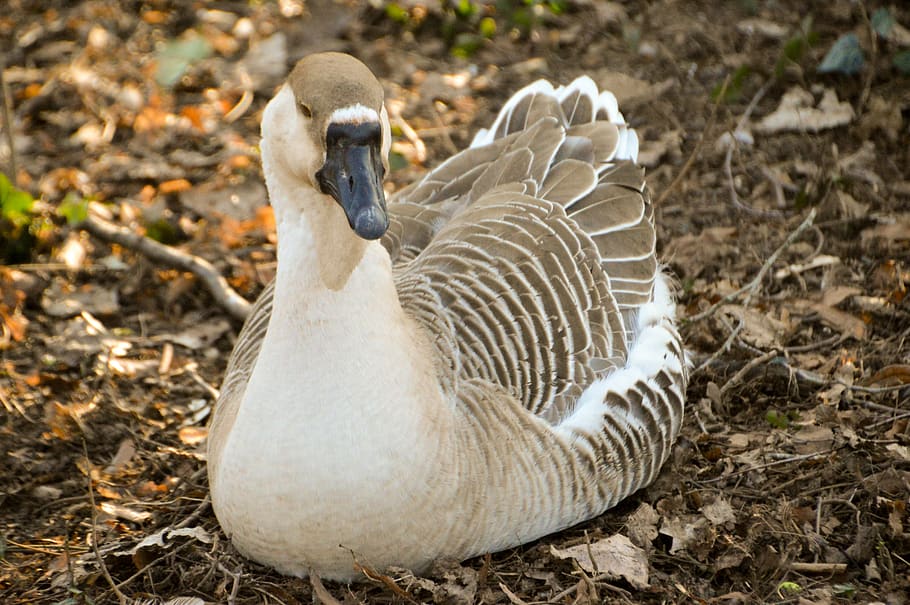 goose, bird, plumage, wing, poultry, creature, ornithology, swan goose, black beak, domestic