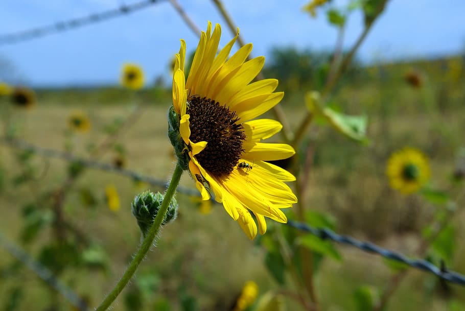 texas panhandle sunflower, sunflower, flower, yellow, bloom, summer, nature, blossom, plant, pollen