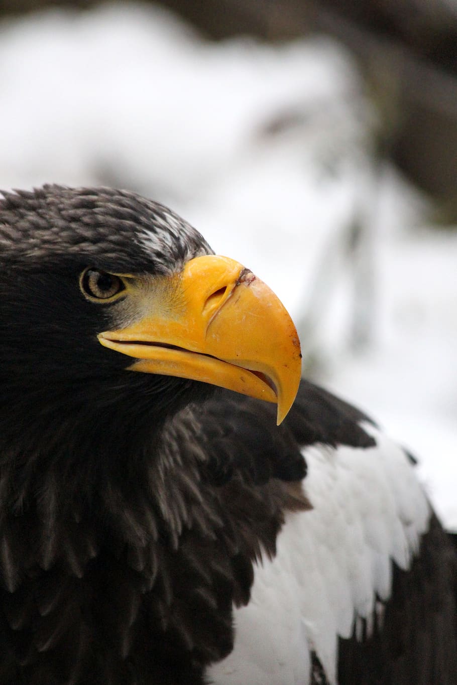 Fotos águila marina de steller libres de regalías | Pxfuel