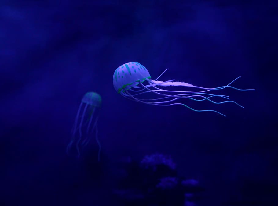 medusa, lautan, bawah air, tentakel, jeli, eksotis, berenang, fauna, menyelam, tema hewan