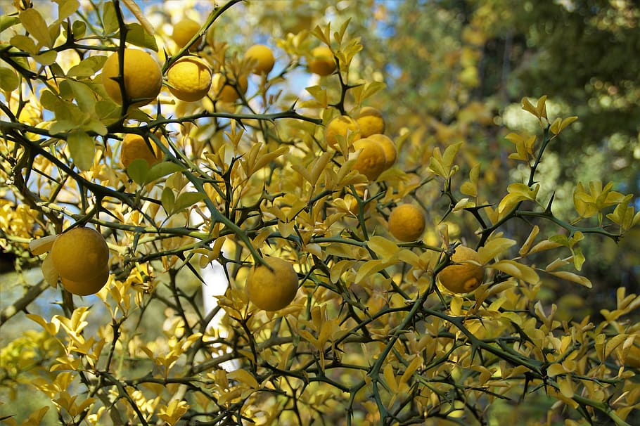 pohon lemon, citrusovník, kuning, musim gugur, berwarna, dedaunan, buah-buahan, asam, Di luar ruangan, zimuvzodrná