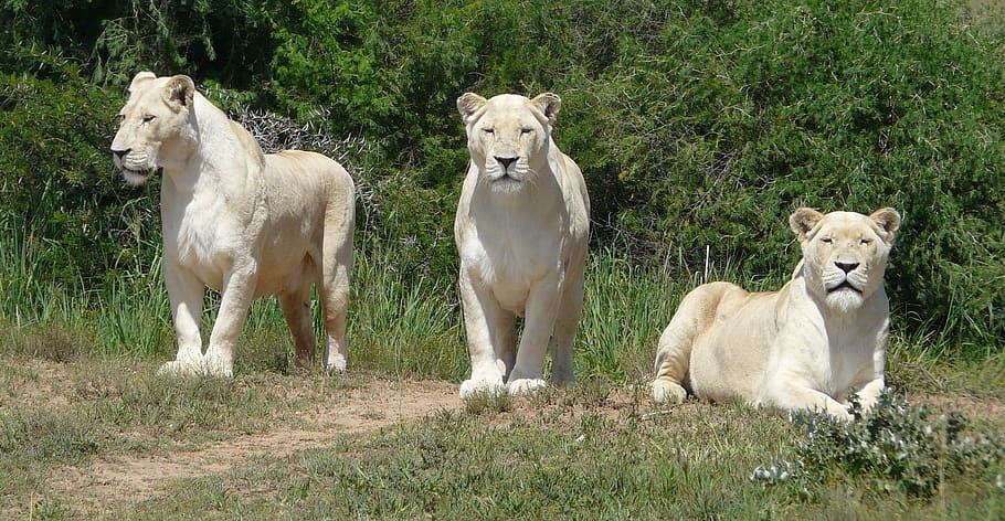 singa putih, singa, putih, predator, alam, kucing besar, dunia binatang, afrika, kucing, karnivora