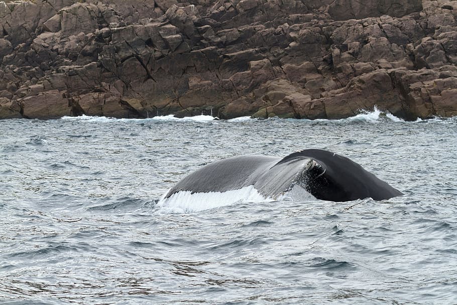whale diving deep., humpback whale, newfoundland and labrador, canada, ecotourism, tourism, tourist, travel, animal, back
