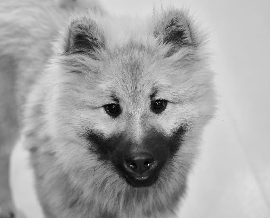 dog, pup, puppy, photo black white, young dog olaf, dog eurasier, eurasier olaf blue, portrait of profile, canine, cute
