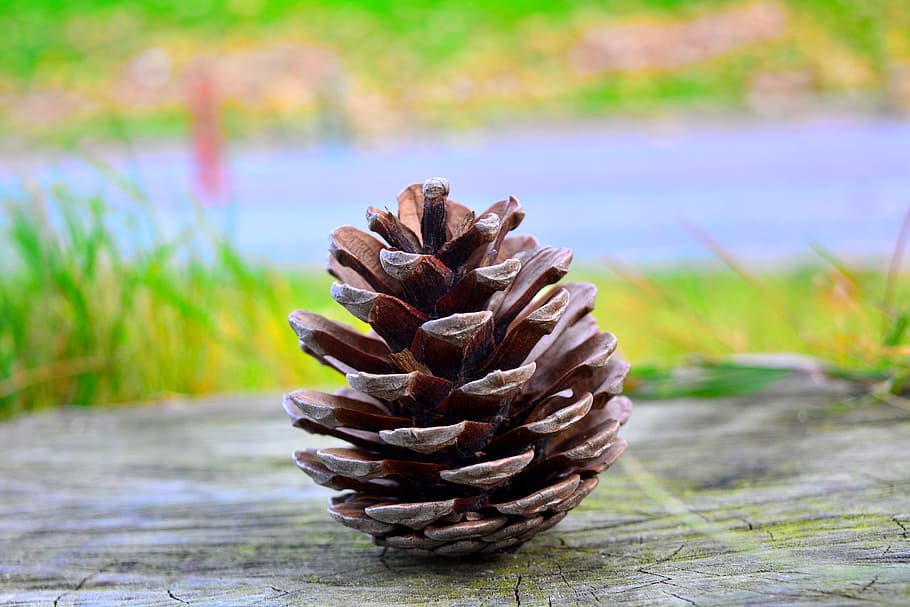 pine, cone, green, grass, plant, blur, pine cone, focus on foreground, close-up, nature
