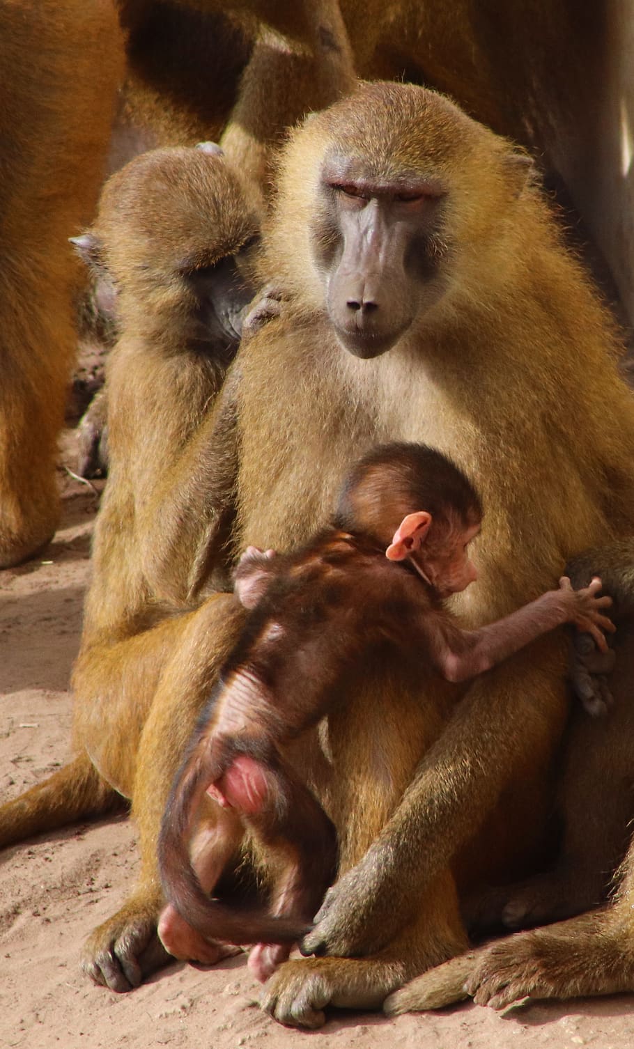 baboon, baby, monkey, mammal, primate, animal, cute, mother, nature, wild