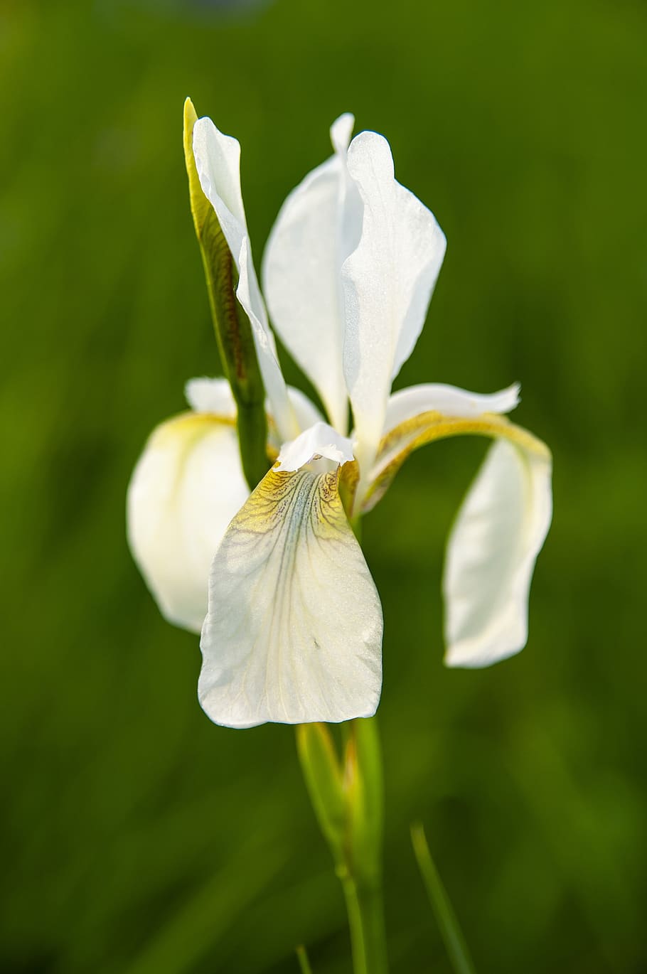 iris sibirica, blossom, bloom, iris, flower, plant, close up, iridaceae, swamp iris, meadow