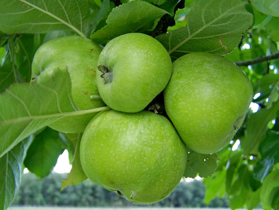apple, green, immature fruit, fruit, food and drink, food, healthy eating, green color, leaf, freshness