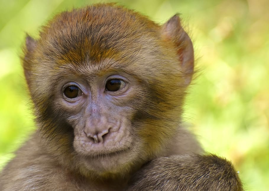 barbary ape, monkey, mammal, animals, primates, endangered species, monkey mountain salem, wild animal, zoo, animal wildlife