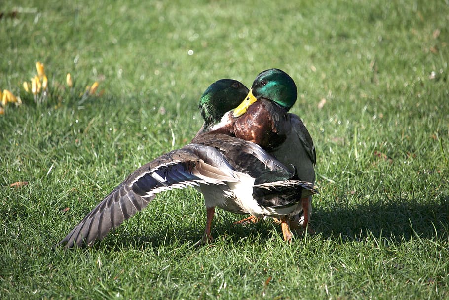 ducks, fight, argue, waterfowl, spring, park, nature, close up, season, rush
