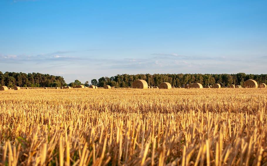 harvest, corn, hay, sheaves, field, village, agriculture, grains, summer, the cultivation of