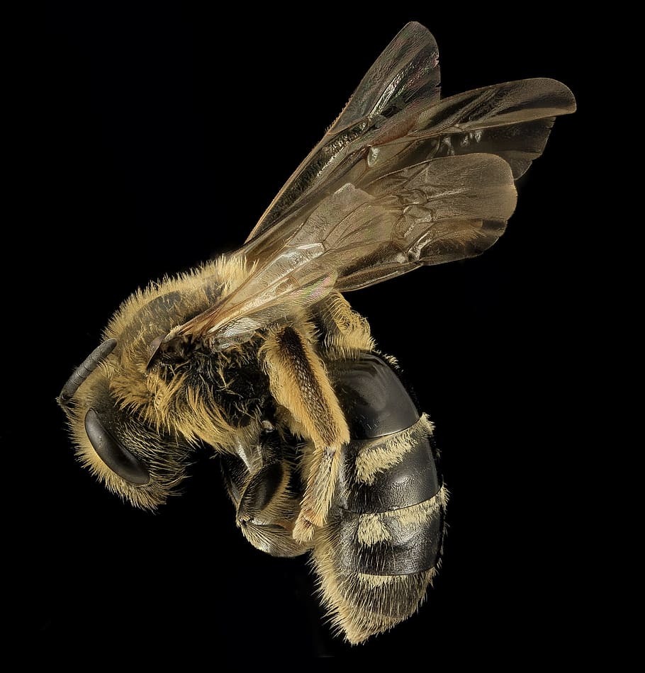 abelha, suor, selvagem, animal, natureza, inseto, fundo preto, temas de animais, um animal, tiro do estúdio