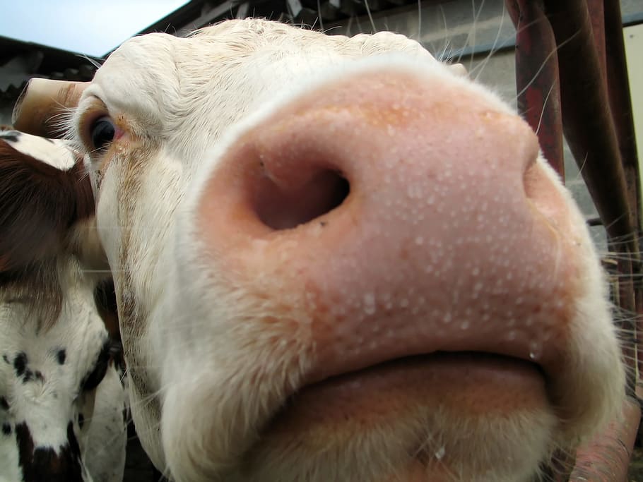 selfie, keterangan, sapi, tanah pertanian, hewan, mulia, tema binatang, mamalia, ternak, hewan domestik
