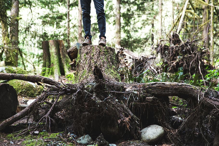 hiker, standing, large, tree stump, forest, leg, visible, frame, adventure, green