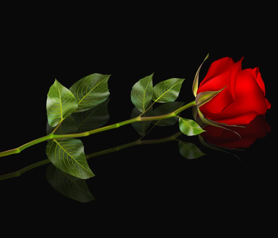 hoja, flor, planta, naturaleza, rosa, rosa roja, fondo negro, dedicado, flores, Foto de estudio