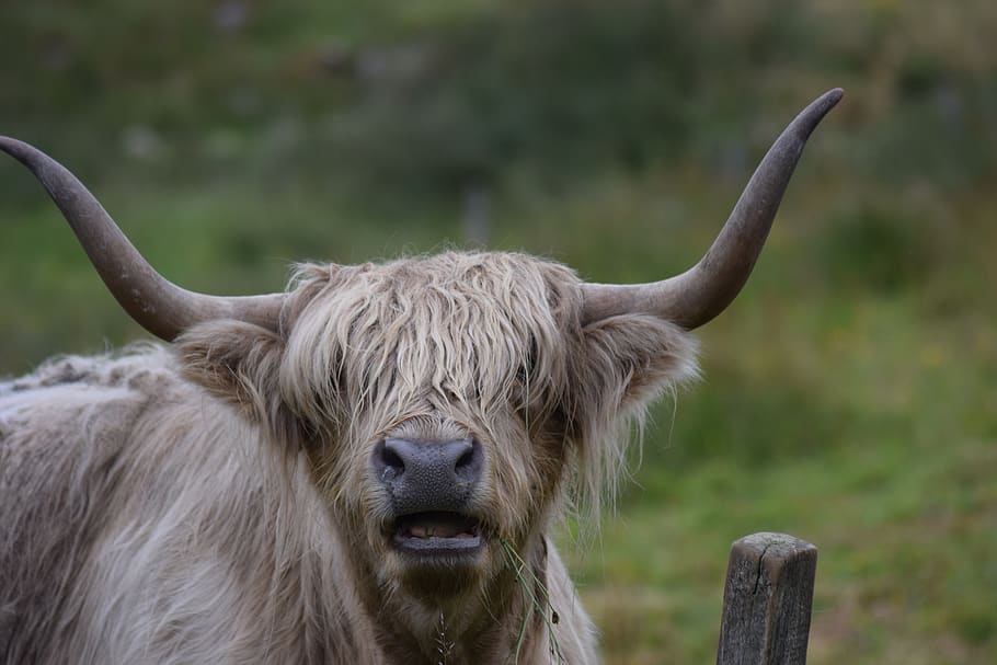 highland cow, cow, animal, horns, livestock, highland, bull, hairy, highlander, animal themes