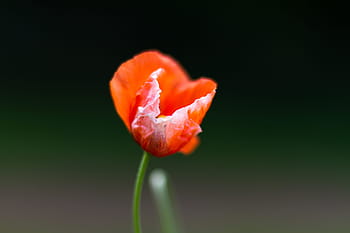 background-flower-poppy-plant-royalty-free-thumbnail.jpg