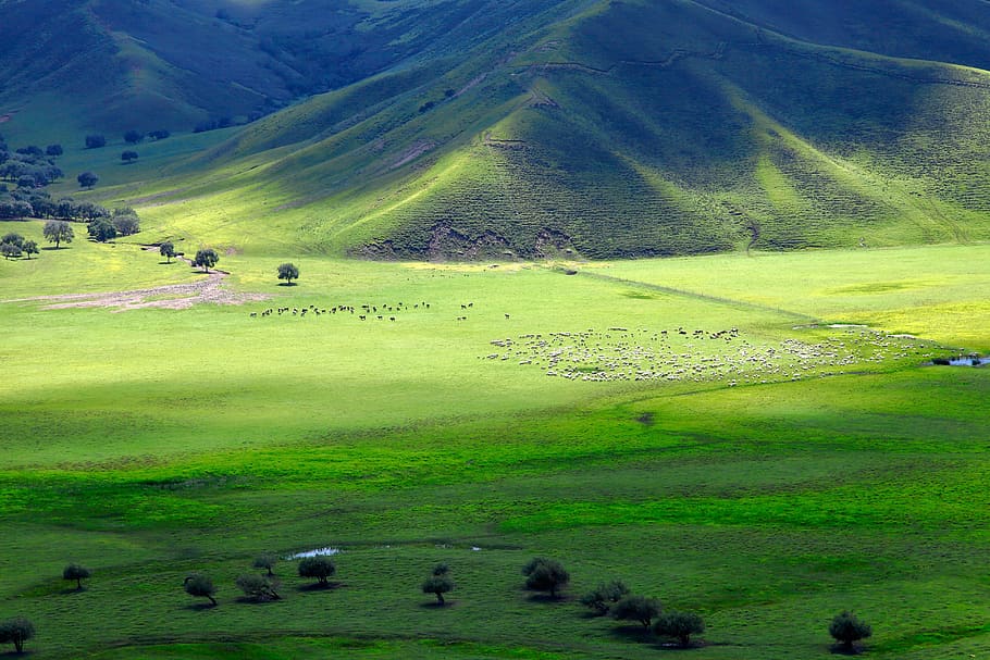 Mongolia interior, horqin, pradera, oveja, animal, temas de animales, grupo de animales, paisaje, ganado, mamífero