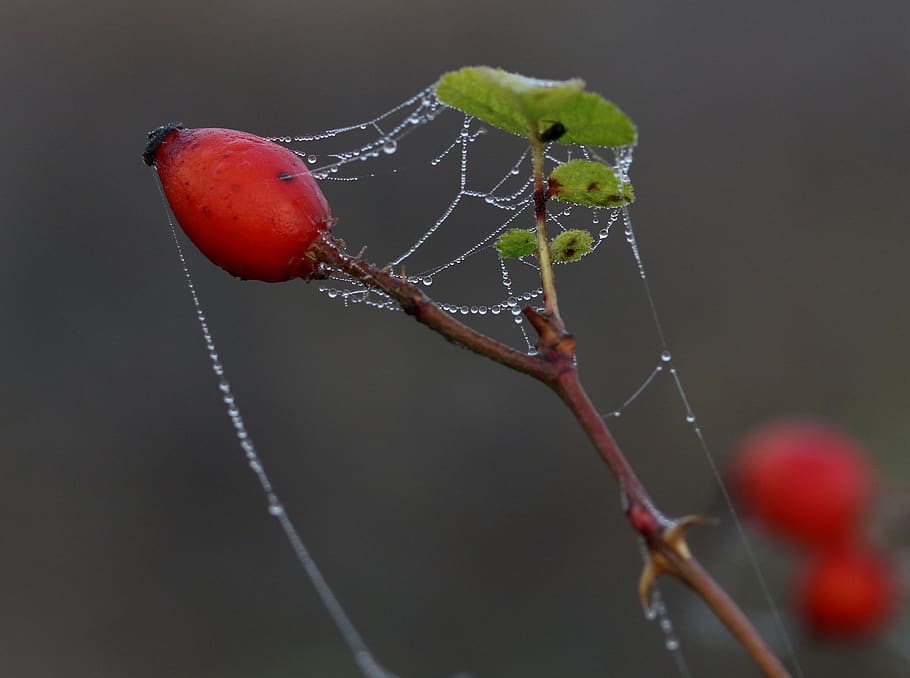 maces, fruit, wild, red, plant, spider web, autumn, drops, close-up, focus on foreground