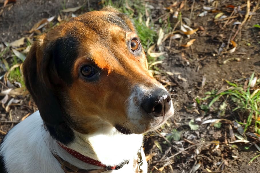 dog, head, portrait, eyes, cute, puppy, watch, sad, nature, one animal