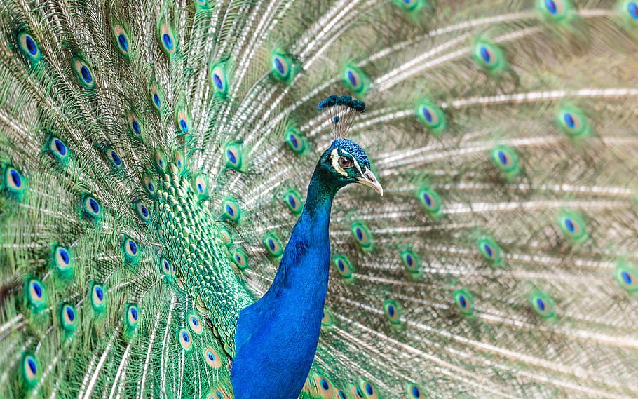 bird, peacock, feathers, animal, nature, blue, green, zoo, colorful, animal themes