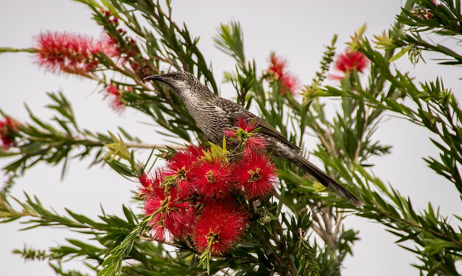 bird, honeyeater, little wattlebird, nectar, bottlebrush, callistemon, red, flowers, queensland, australia