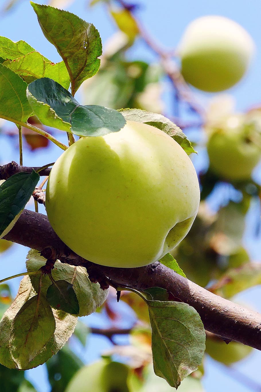 wild, yellow, apple, growing, branch., yellow apple, golden apple, apple tree leaves, apple tree, types of gree apples