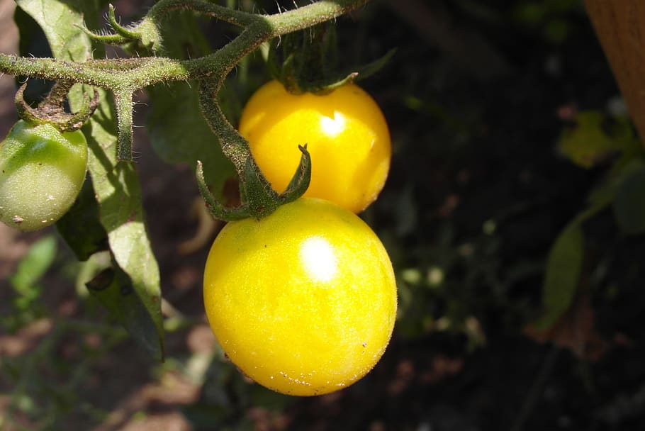 Сорта желтых томатов с фото и описанием