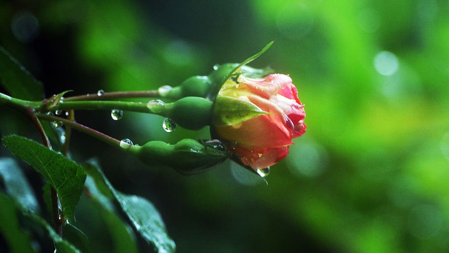 rose, the rain came back, this type, garden, red roses, plant, growth, beauty in nature, close-up, freshness