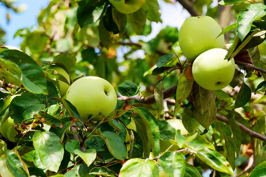foto, liar, kuning, apel, pemasakan, cabang., apel kuning, apel emas, daun pohon apel, pohon apel