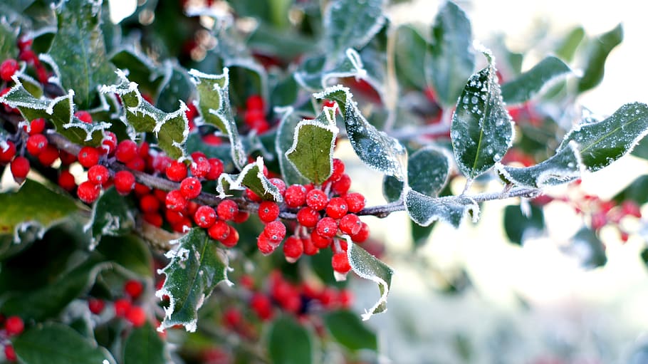 holly, berries, winter, christmas, evergreen, advent, fruit, berry fruit, healthy eating, growth