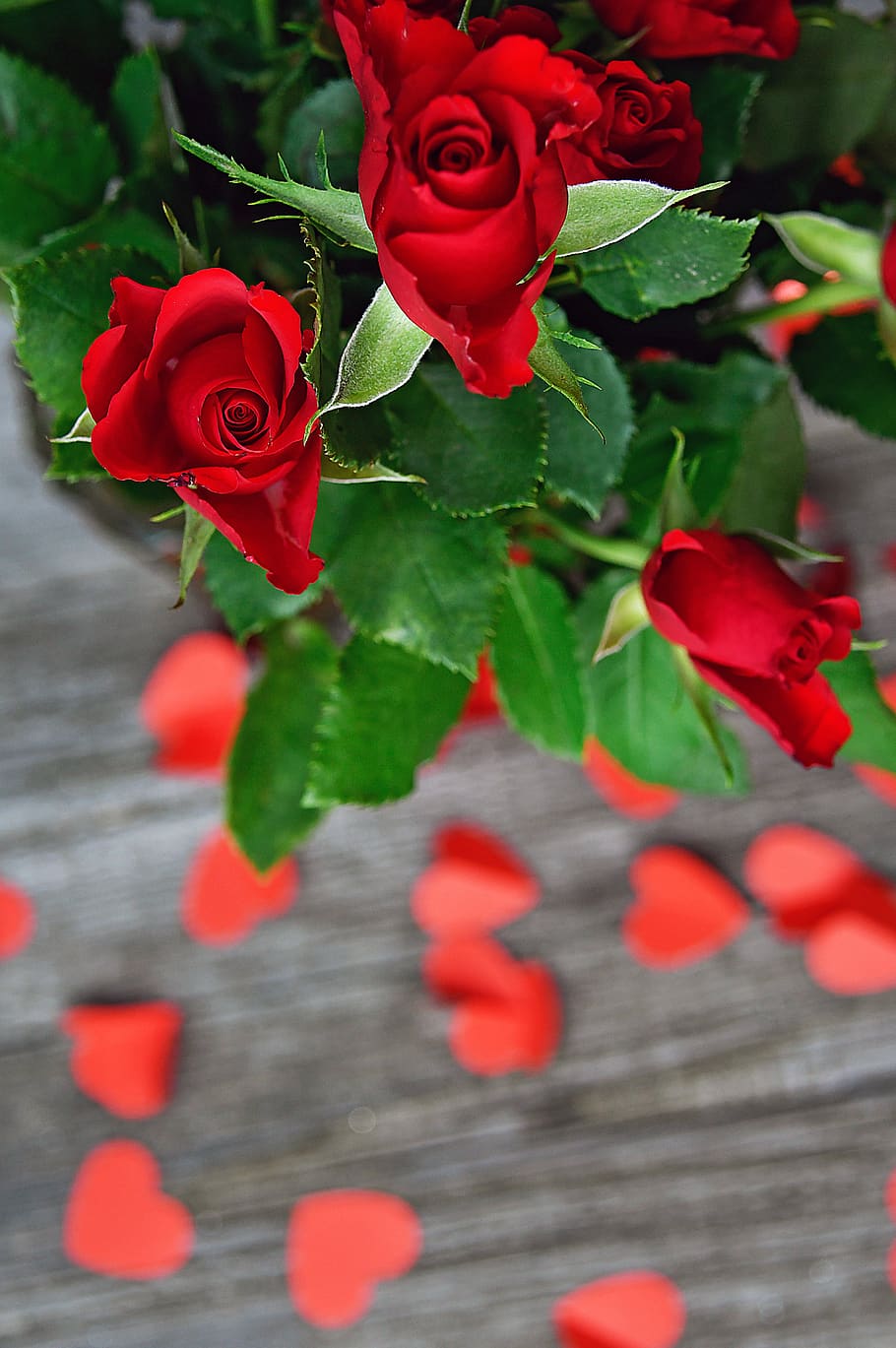 Royalty-free rose wallpaper photos free download | Pxfuel