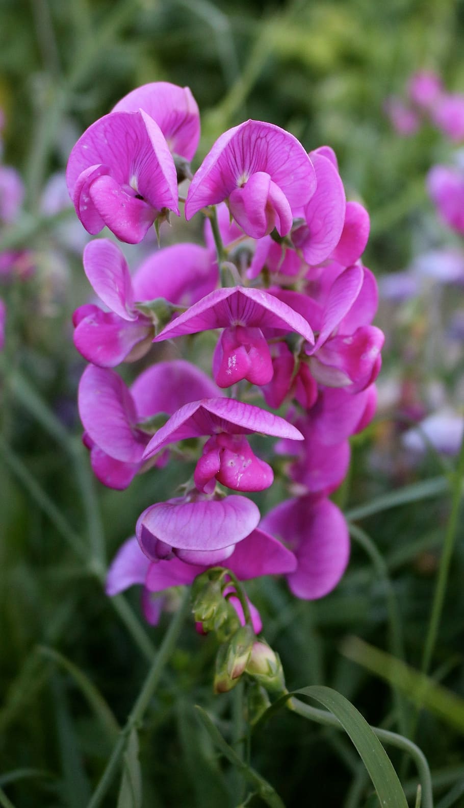 sweetpea flower, pink, sweetpea, decorative, colourful, spring, summer, lathers odorous, climbing plant, meadow