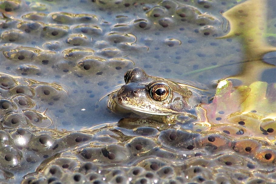 frog, spawn, poelkikker, amphibian, nature, pool, frog pond, pond, animal, animal world
