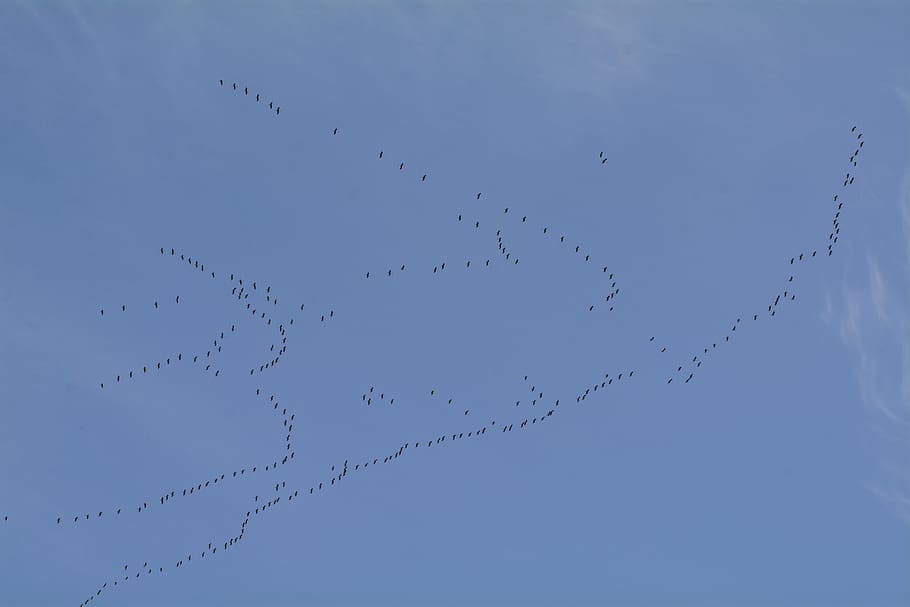 migratory birds, migratory bird, crane, fly bird, flock of birds, travel, south, formation, clouds, sky