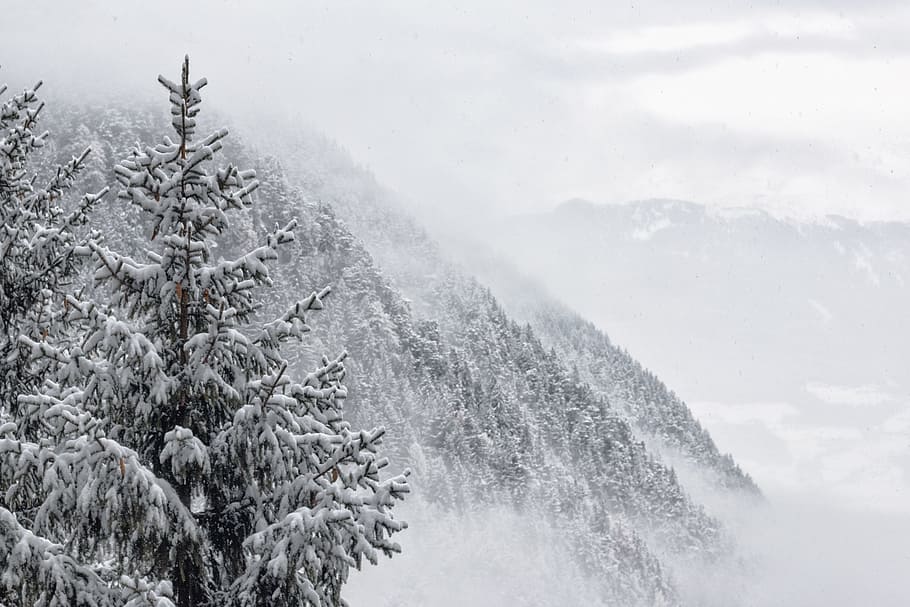 gris, paisajes, montañas, nieve, árboles, blanco, invierno, temperatura fría, árbol, belleza en la naturaleza