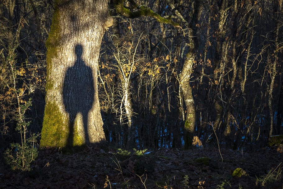 shadow, silhouette, ghost, forest, twilight, nature, landscape, man, mood, atmosphere