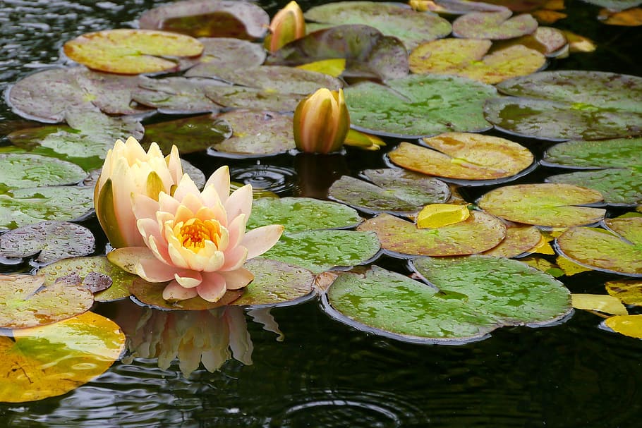 water lily flowers, lily pad, flowing, koi pond, deep, cut, gardens, middletown, nj., lilly pads