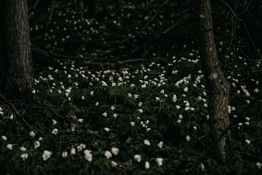 black, flowers, forest, grass, gray, green, trees, white, wood, plant