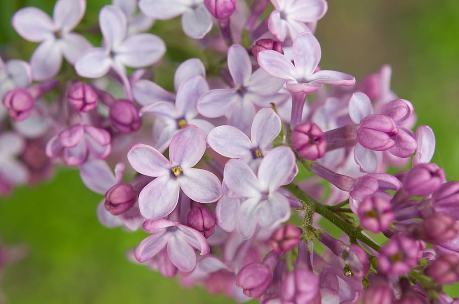 lilac, flower, pink, purple, flowers, garden, background, spring, close up, detail